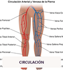 PERFECTX® TERAPIA ARTICULAR Y MUSCULAR - [PROMOCIÓN] PAGA 1 LLEVA 3 UNIDADES